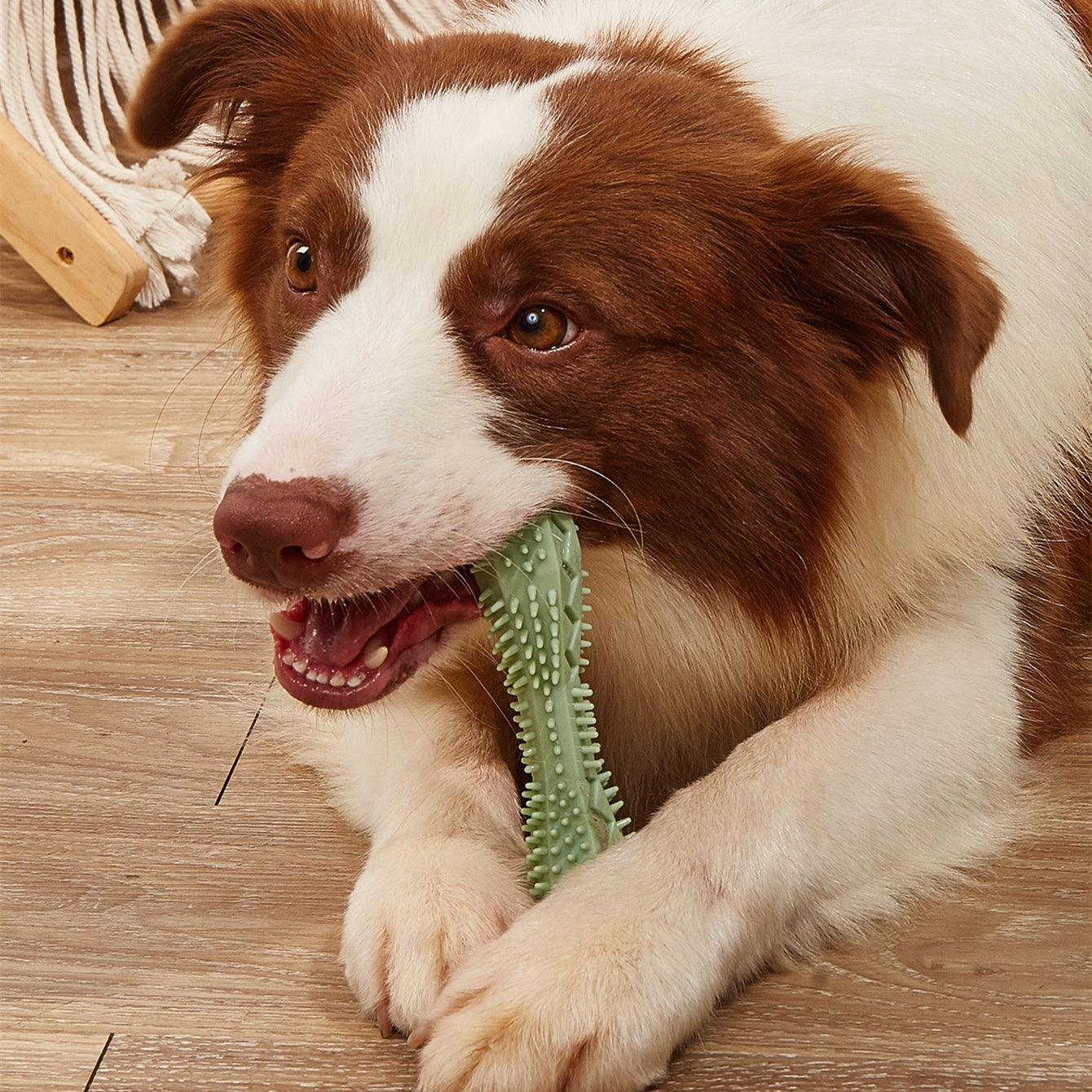 PawSmile Dental Chew Toy